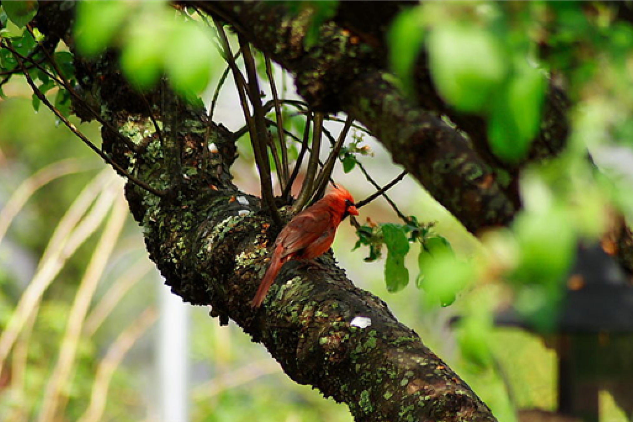 cardinal