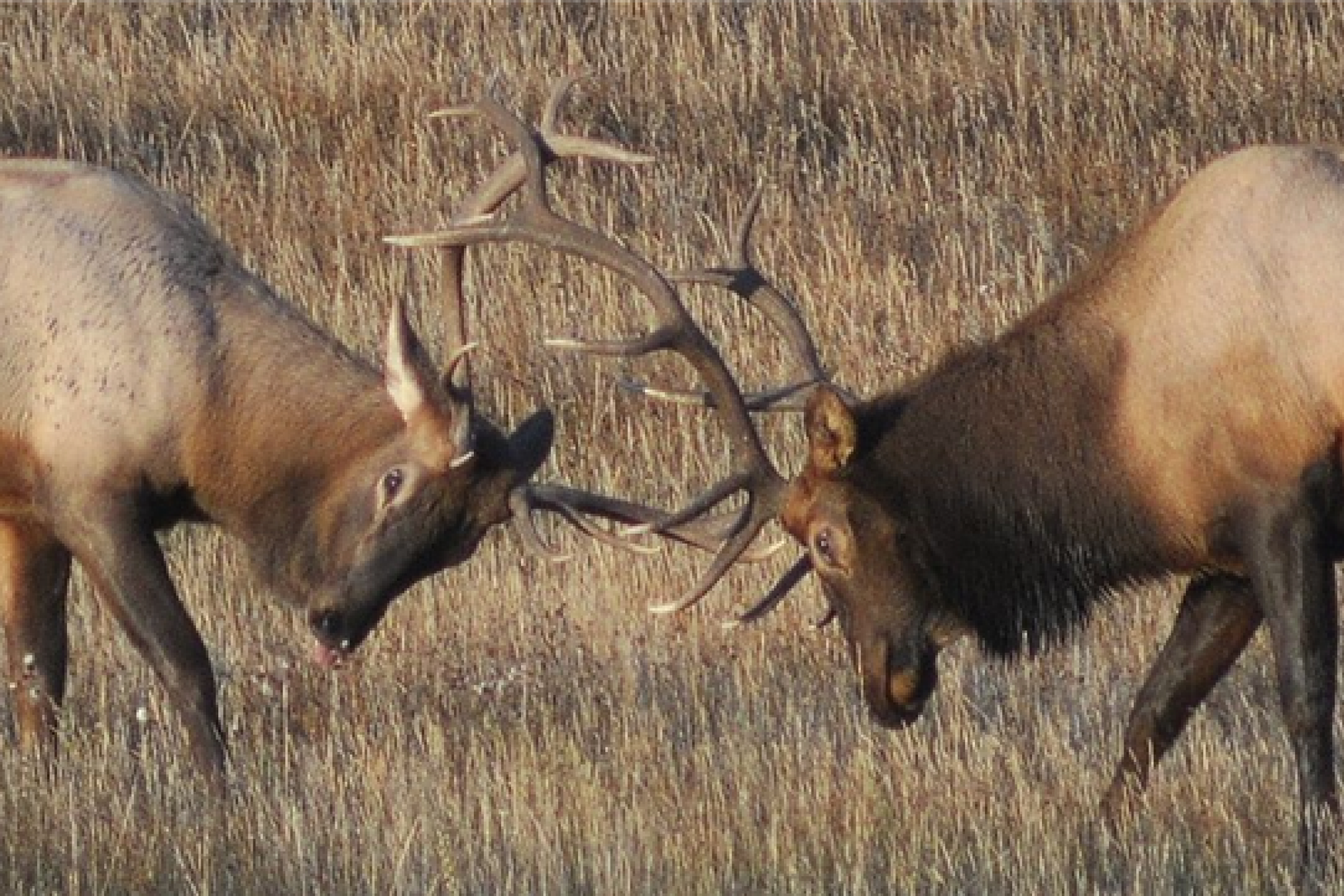 elk