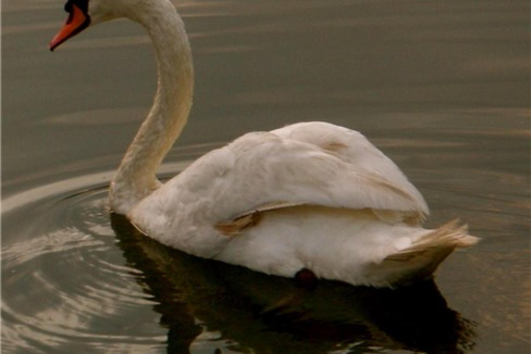 swan