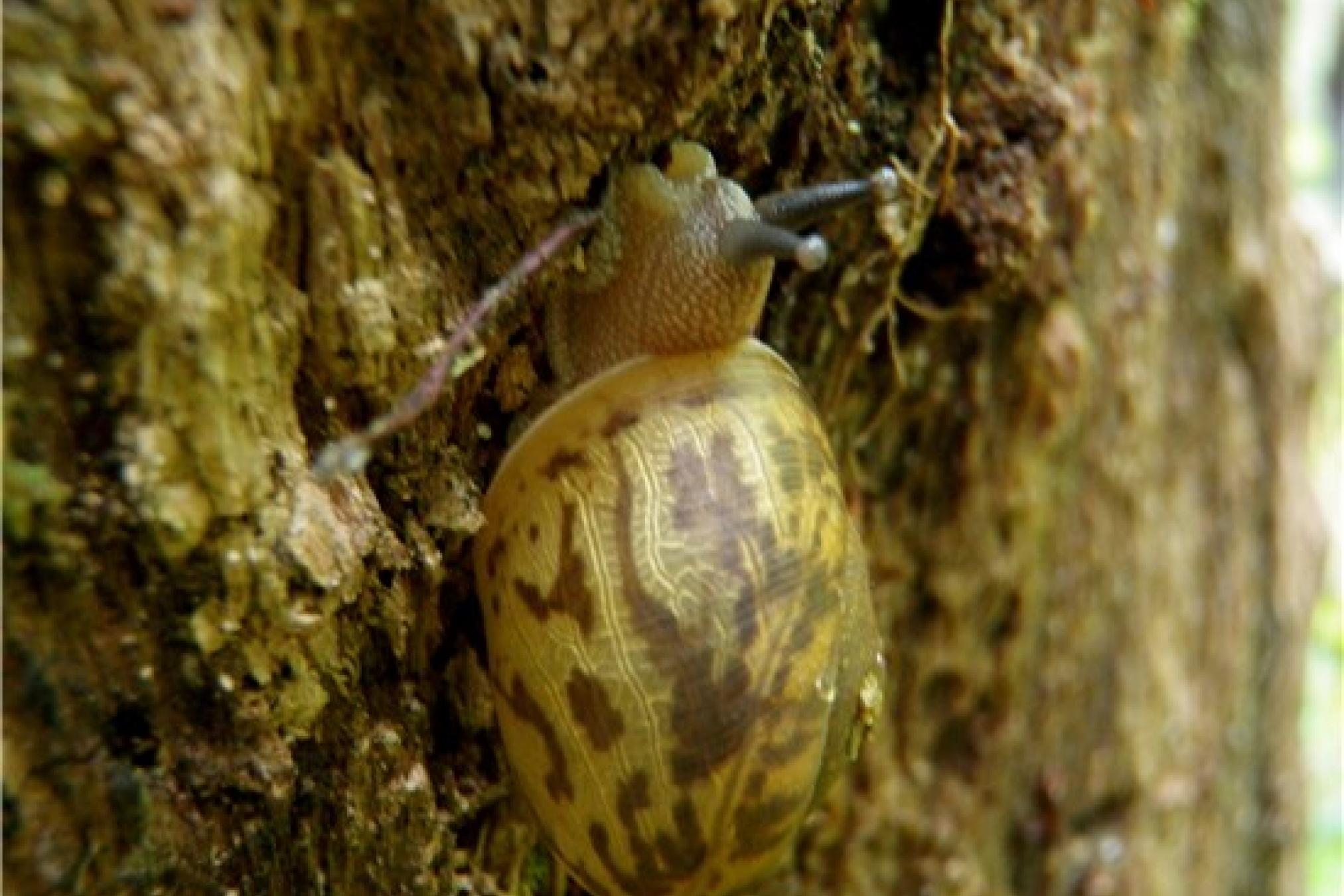 snail